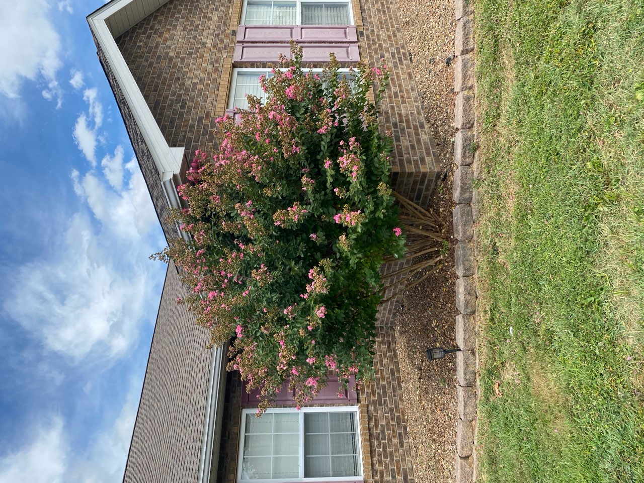 Crape myrtle trimmed and beds cleaned up