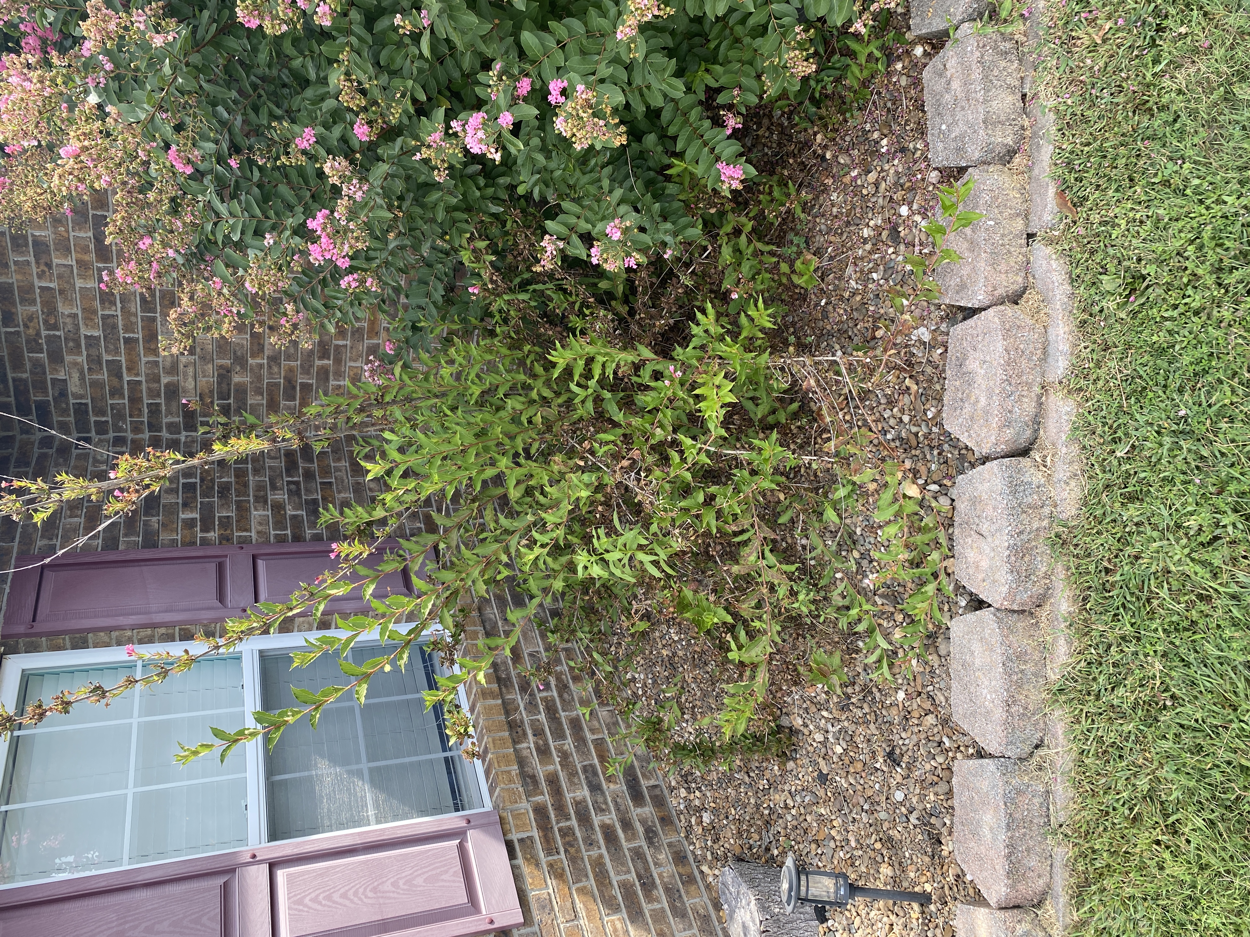 Crape myrtle and beds before trim and cleanup