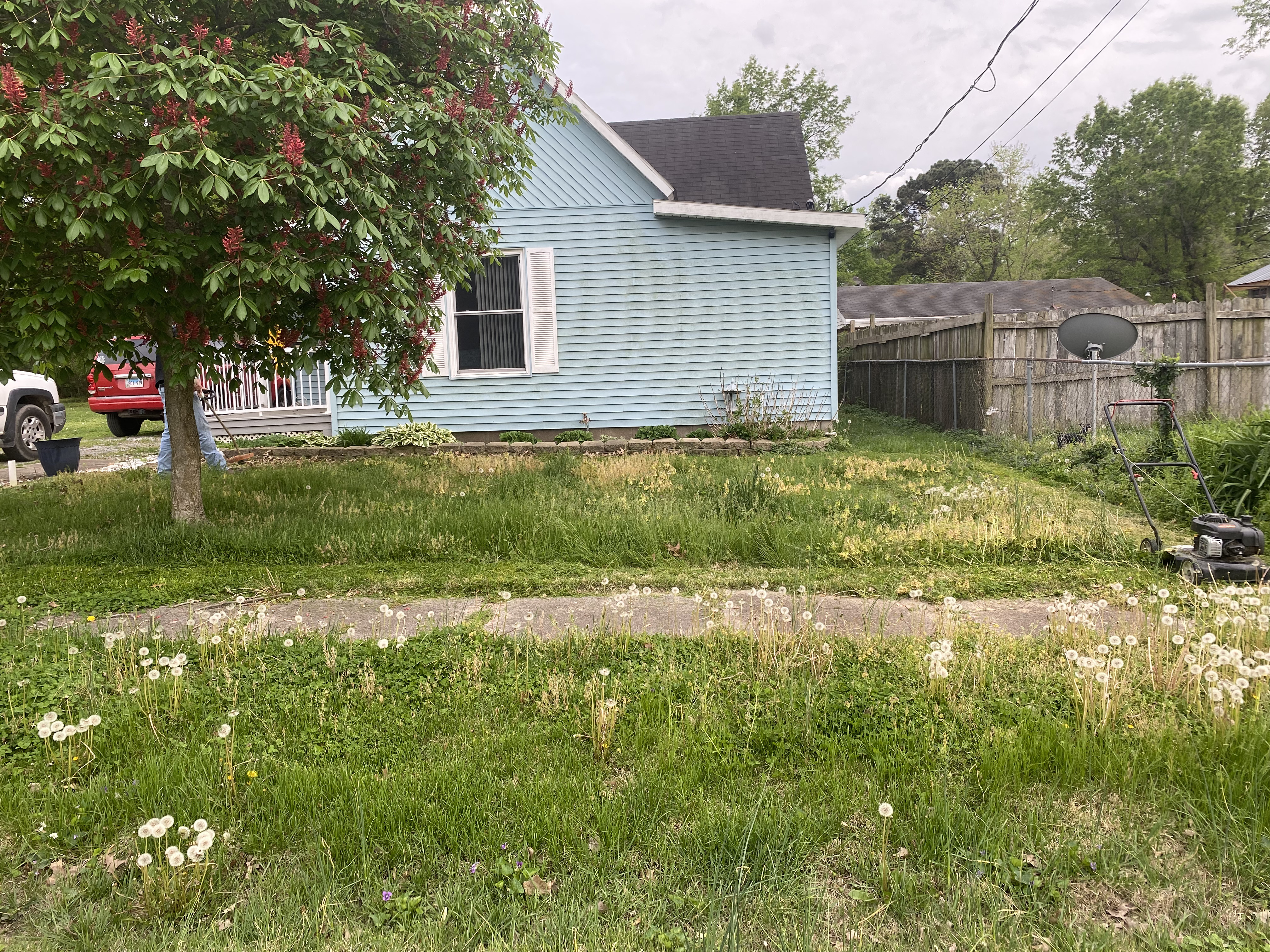 Overgrown lawn with weeds before mowing and cleanup