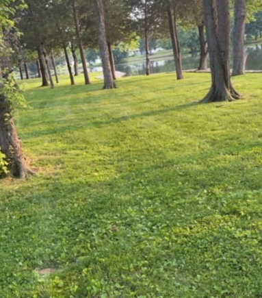 Clean, even lawn after professional mowing service